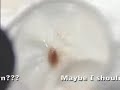 Chemtail Mucus (Part 1)