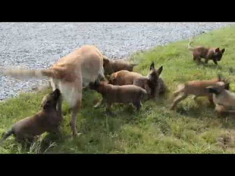 Belgian Malinois Litter