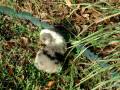 videos de Texas Ti Maybe Grass is Not So Bad.AVI