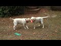Yellow Labrador Sisters