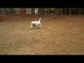 videos de Yellow Labrador Sisters