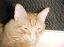 cat morph