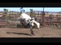 videos de Son of Lot #3075