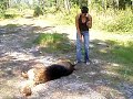 Berger allemand Berger allemand