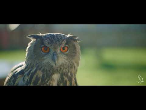 Falconeria nella Terra di Federico