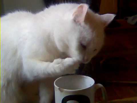 Cat with the drinking problem.wmv