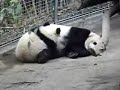 San Diego Zoo Pandas