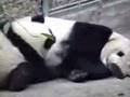 San Diego Zoo Pandas