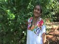 herbolaria maya