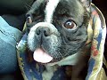 William French Bulldog Französische Bulldogge