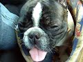 William French Bulldog Franz�sische Bulldogge