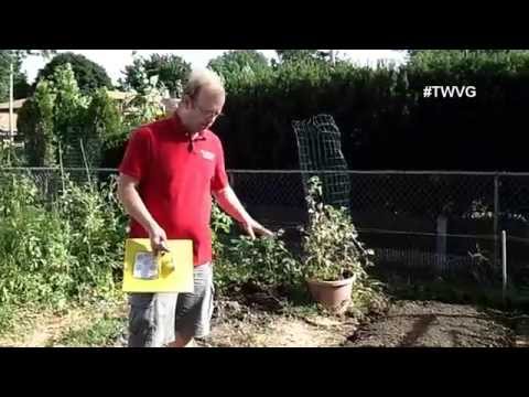 how to transplant strawberry plant runners