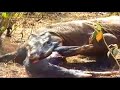 komodo dragon eat pig