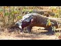 komodo dragon eat pig