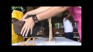 Chicken Camp Brasil