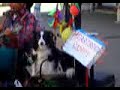 うたう犬動画