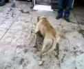 pitbull ejder atack pitbull ejder atack