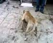pitbull ejder atack