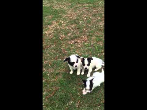 AKC white and black Papillon male