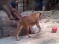videos de killer loins part 2