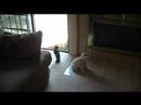 Puppy Love-(Happy Anniversary Mom and Dad!!!!) Puppy Love-(Happy Anniversary Mom and Dad!!!!)