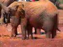David Sheldrick: Elephant Orphanage