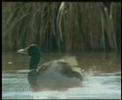 ORIYA SONG (to paie saathire..........)