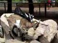 Petting Zoo