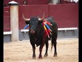 gades antitaurino
