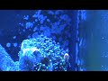 Frogspawn Coral Hosting Clowns