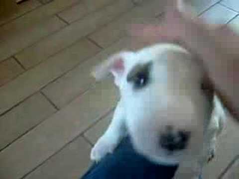 bull terrier