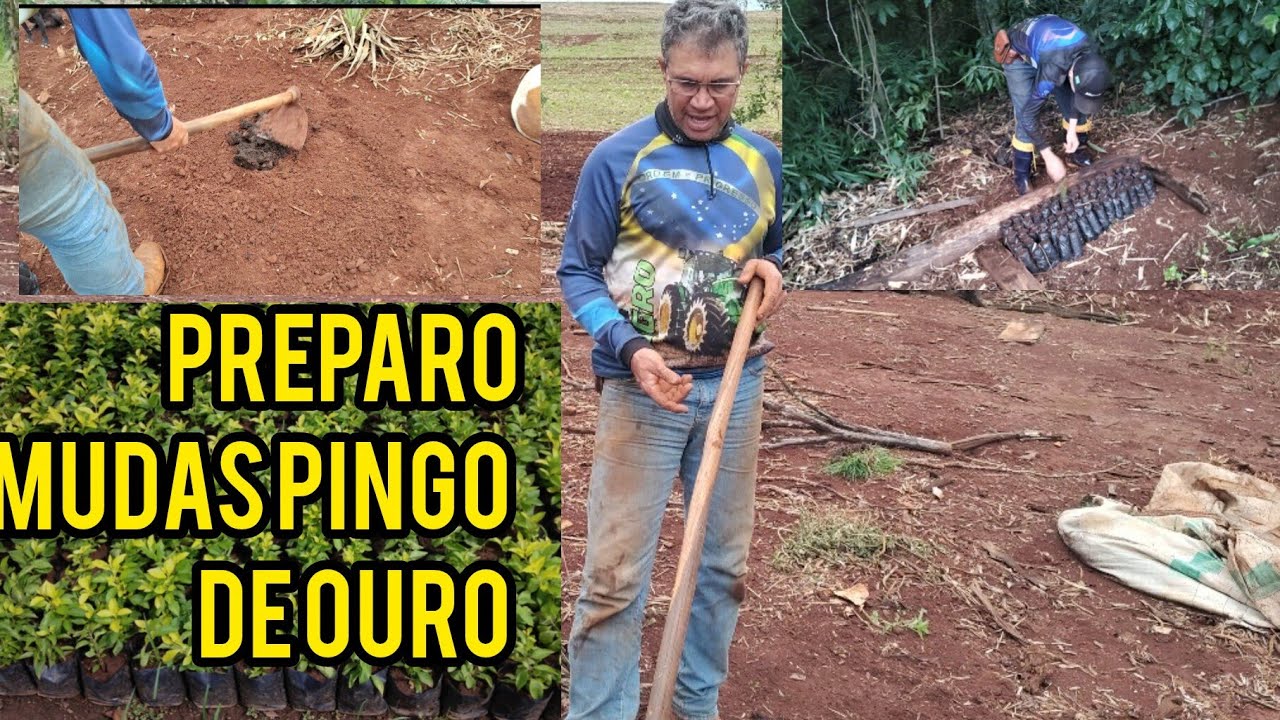 PREPARO DE MUDAS DE PINGO DE OURO. #cercaviva, #mudas, #jardim, #jardinagem