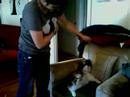 grep on catnip