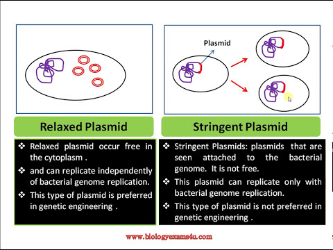 how to isolate plasmid from agrobacterium