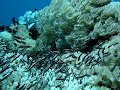 small fish