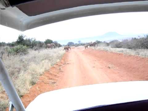Elephants acrossing in Tsavo