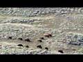A Vanishing Breed