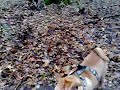 Isa en de beagles.mp4