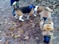 Isa en de beagles.mp4