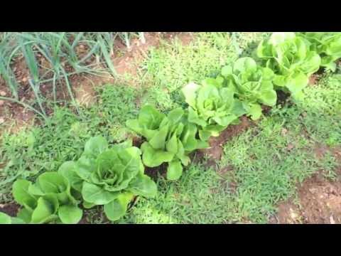 how to harvest romaine