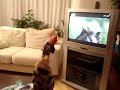 Akbaba BeLgeseLi izLeyen kedi