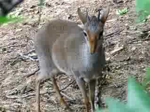dik-dik