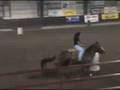 JB Proud N Famous '08 Stallion By: Dash Ta Fame