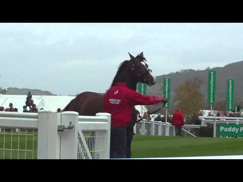 cheltenham races