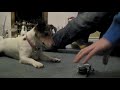 Jack Russell and a Helicopter! [[must watch]]