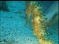 Scuba Diving at the Riddle of the sands - Puerto Galera - Philippines.
