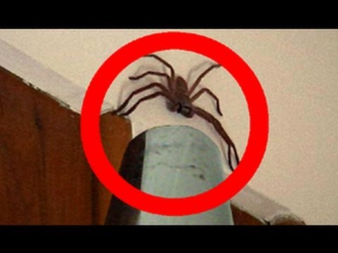 how to eliminate spiders in a house