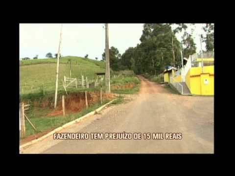 Cães atacam gados em Ipuiuna e trazem prejuÃzo a fazendeiro