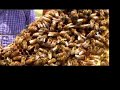 les crowder demonstrates various aspects of top bar bee keeping to his ecoversity students