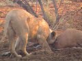 LIONESS WITH HER KILL LIONESS WITH HER KILL